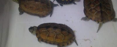 草龜會(huì)不會(huì)咬魚，饑餓時(shí)會(huì)主動(dòng)攻擊小魚