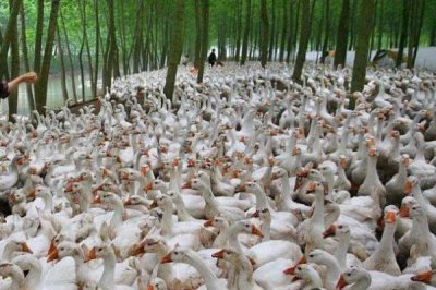 養(yǎng)鵝的利潤和成本，飼養(yǎng)2000只鵝為例利潤大約是3.98萬元