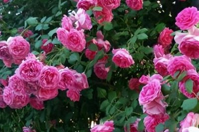 月季花卷葉怎么辦，采取的措施取決于發(fā)生原因