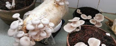 平菇的種植方法，早上和晚上都要給它噴灑水