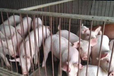 小豬咬架怎樣處理，可以分圈飼養(yǎng)或足量投喂飼料等