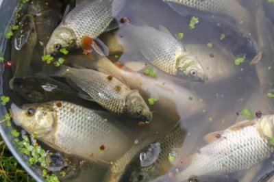 稻花魚的產(chǎn)地，主產(chǎn)于湖南、廣西、云南等省份