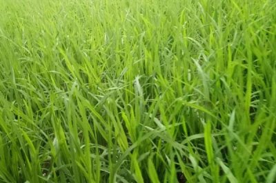 荃優(yōu)金10水稻種子特點(diǎn)，全生育期132.4天