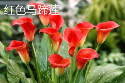 家里不能養(yǎng)馬蹄蓮的原因，會污染環(huán)境且容易產(chǎn)生病害