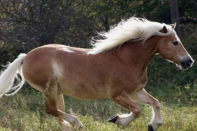 家畜飼養(yǎng)的情況，大多數(shù)企業(yè)都處于傳統(tǒng)粗放型的發(fā)展?fàn)顟B(tài)