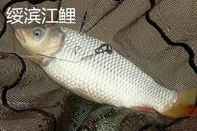 黑龍江省綏濱縣的特產(chǎn)，黑墾二九〇紅小豆是全國(guó)農(nóng)產(chǎn)品地理標(biāo)志
