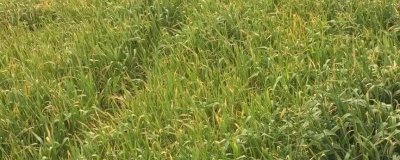 麥苗發(fā)黃的原因，種子問題和種植密度大等都會導(dǎo)致