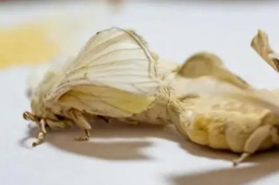 蠶羽化成蛾能存活多少天，一般只能活1-3天