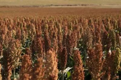 什么高粱畝產(chǎn)2000斤，目前沒有畝產(chǎn)2000斤的品種