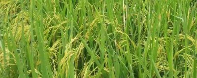 懶人稻的適種區(qū)域，適合種植在長江以南地區(qū)