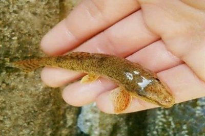 趴地虎魚的養(yǎng)殖方法，放苗前要消毒肥水