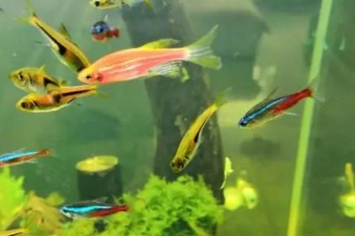 紅斑馬娃娃魚好不好養(yǎng)，飼養(yǎng)難度大不適合新手