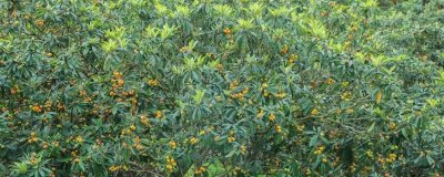 枇杷的管理方法，現(xiàn)核時要追施壯果肥