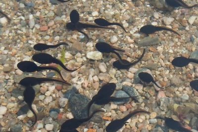 蝌蚪屬于魚類嗎，是無(wú)尾目動(dòng)物不是魚