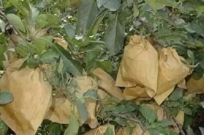蘋果套袋注意事項，應(yīng)選用質(zhì)量合格的紙袋