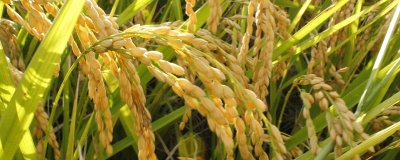 化感2205水稻種子介紹，每畝10千克并加拌除草劑