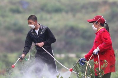 赤霉素如何在果樹上使用，要先用60度以上的酒精對(duì)其進(jìn)行溶解