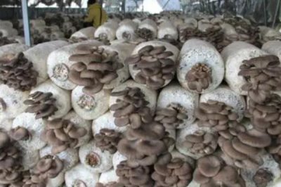 平菇如何種植才能豐產(chǎn)，關(guān)鍵是要選對優(yōu)質(zhì)高產(chǎn)的品種