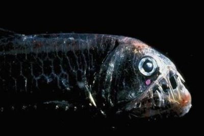 毒蛇魚(yú)屬于什么魚(yú),是巨口魚(yú)科蝰魚(yú)屬深海魚(yú)類