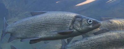 黑龍江的特產(chǎn)，是“大馬哈魚之鄉(xiāng)”