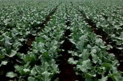 西蘭花黑腐病癥狀，幼苗發(fā)病會出現(xiàn)水浸狀子葉