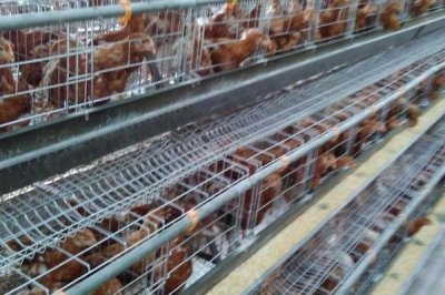 蛋雞無抗養(yǎng)殖的措施，需注意做好消毒殺菌工作