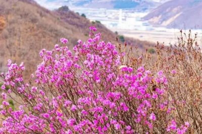 朝鮮的國(guó)花是什么，是金達(dá)萊