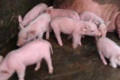 約克夏豬養(yǎng)殖模式，常見(jiàn)以下5種