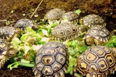 豹龜怎么飼養(yǎng)和防治病害，平時要定期泡澡并多喂高纖維食物