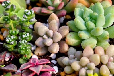不用勤澆水的省心室內(nèi)盆栽植物，這7種可嘗試種植