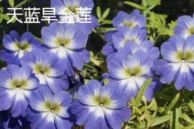 旱金蓮有哪些優(yōu)質(zhì)品種，常見的有三色旱金蓮、天藍(lán)旱金蓮等