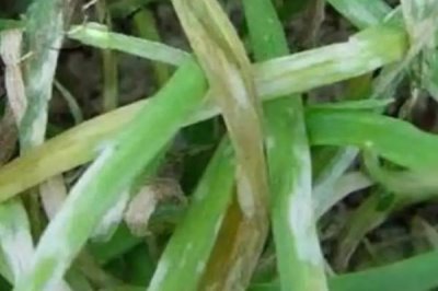 韭菜灰霉病如何用藥防治，發(fā)病初期可用速克靈煙劑進(jìn)行煙熏