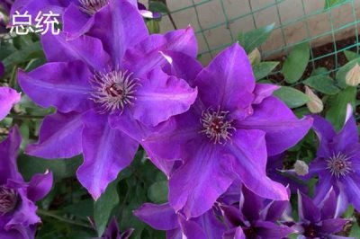 鐵線蓮的花語，寓意高潔美麗、和平和諧等