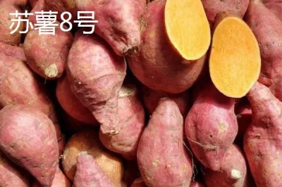 高產(chǎn)紅薯品種，蘇薯8號的平均產(chǎn)量達到8500斤