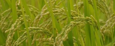 龍粳1491水稻種子特征特性，該品種主莖11片葉