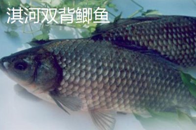 鯽魚品種有哪些，包括高背鯽、彭澤鯽等種類