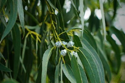 藍(lán)桉的花語是什么，寓意孤獨(dú)寂寞、唯一溫柔等