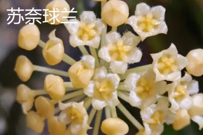 球蘭怎么養(yǎng)殖以及要注意什么，需按照“見干見濕”的原則提供水分