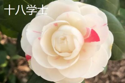 茶花樹苗的價格，微型盆景茶花深受消費者喜愛