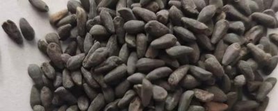 羽葉鶯蘿種子哪里有賣，線上線下都可以購(gòu)買
