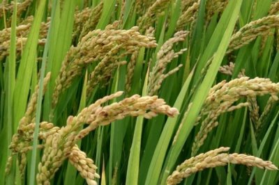 潢優(yōu)676水稻種子特點(diǎn)，每畝有效穗數(shù)14.7萬(wàn)
