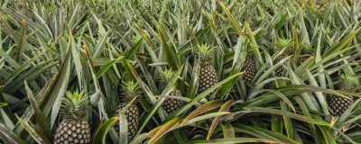 種植菠蘿的條件，年降雨量需達(dá)到500-2800毫米