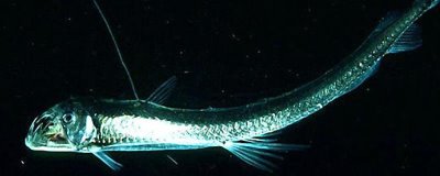 毒蛇魚(yú)屬于什么魚(yú),是巨口魚(yú)科蝰魚(yú)屬深海魚(yú)類