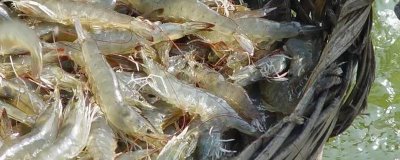 配制南美白對(duì)蝦的飼料要注意什么，所含營(yíng)養(yǎng)應(yīng)確保全面均衡