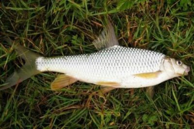黃尾魚是什么魚，是中小型淡水魚類