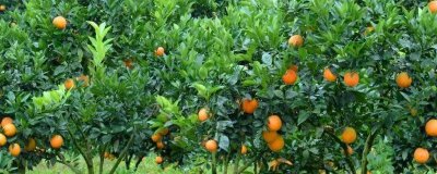 臍橙樹(shù)花果期怎么管理，需根據(jù)樹(shù)勢(shì)做好疏花疏果工作