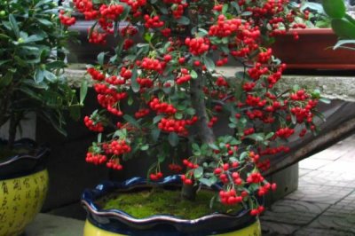 火棘樹盆栽多久澆一次水，出苗后早晚各一次