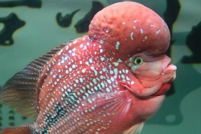羅漢魚(yú)的養(yǎng)殖方法，盡量選擇80厘米以上的魚(yú)缸單獨(dú)飼養(yǎng)