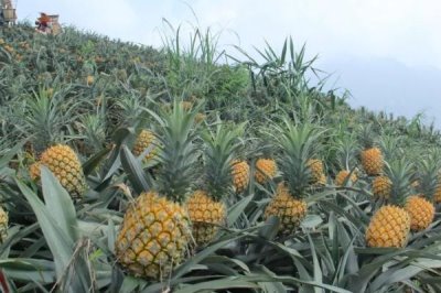 種植菠蘿的條件，年降雨量需達(dá)到500-2800毫米