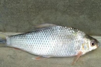 5號(hào)海夕鉤用多大子線，一般搭配1.2號(hào)子線